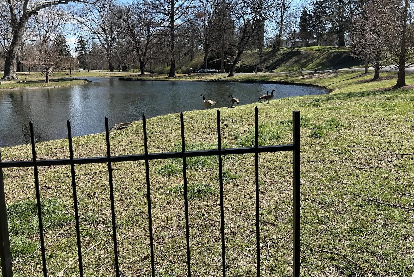 I came to the park to make new friends. The geese were very friendly and introduced themselves almost immediately! Here we see my friends Honk, Honk, Honk and Bitey. Such a beautiful day! Thank you for all of your kind words! — March 20 post