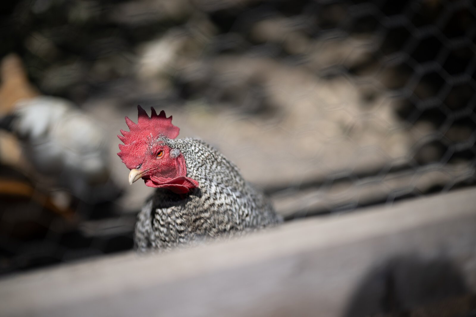 Animals from H.A.R.D. Acre Farms