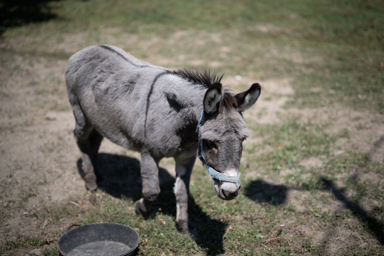 Animals from H.A.R.D. Acre Farms