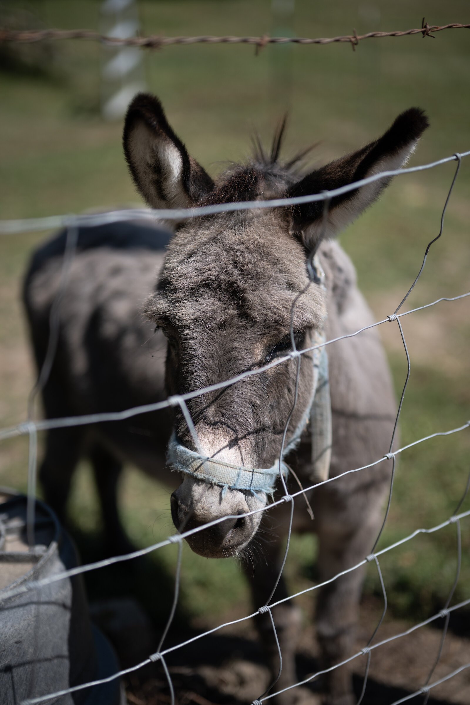 Animals from H.A.R.D. Acre Farms