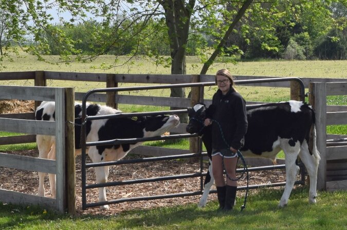 Katie Brentlinger takes care of cattle she's raising as a project for 4-H this year.