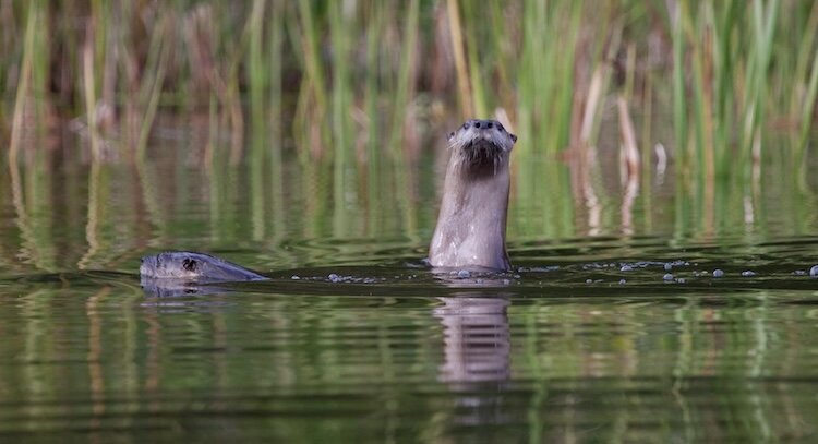 As pollution killed off their food supply and development changed and destroyed habitat, the otters were extirpated from sizable portions of their range, which includes most of the central United States. (Photo/Ohio Division of Wildlife)