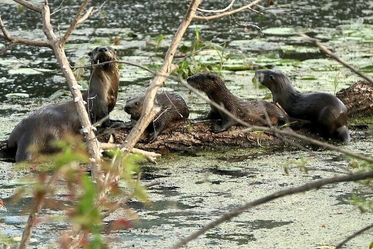 They were over-harvested for their fur, which is dense, warm, and repels water. (Photo/Jeff Vogelpohl) 