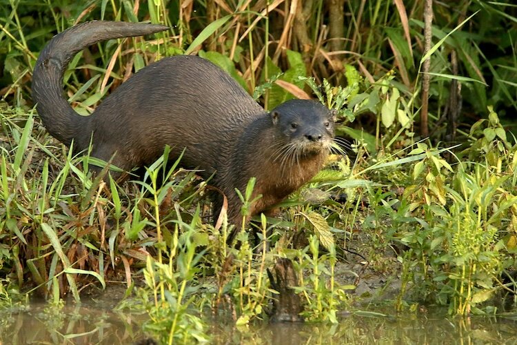 The otter’s recovery is a great story of how interventions to help wildlife on several fronts can come together for success. (Photo/Jeff Vogelpohl) 