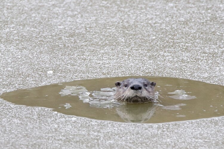 Otters’ weight ranges from 11 to 33 pounds. (Photo/Jeff Vogelpohl)
