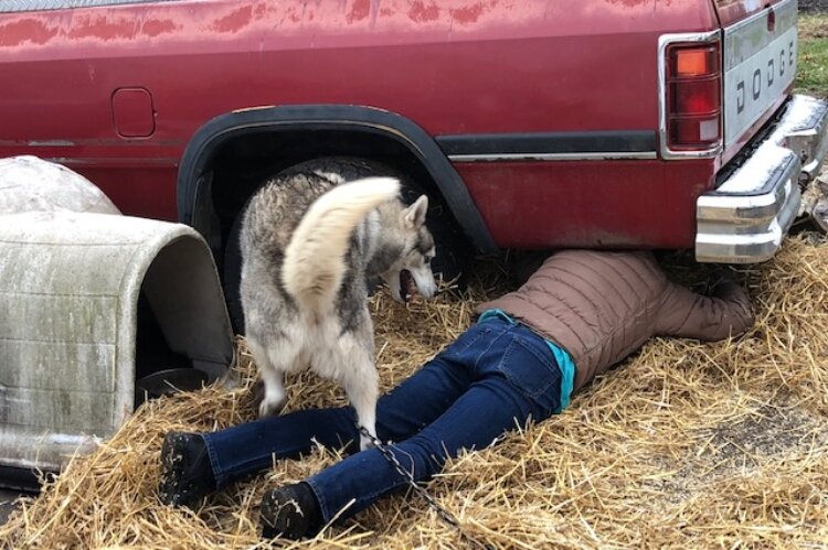 The Backyard Dog Project founder Kristin Crankshaw sometimes is able to rehome dogs that need additional care. Other times, she does her best to provide warmth and bedding - such as straw under a truck where this dog chose to nest.