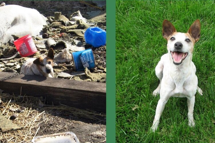 In this before and after side-by-side, The Backyard Dog Project showcased the difference care and compassion made for the livelihood of one local dog.