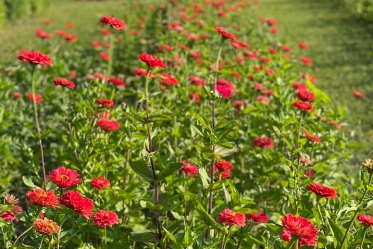 Zinnias, marigolds, and sunflowers are among the you-pick blooms at Copper Top Farm and Flowers.