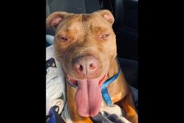 Clear-shelter-dog-list