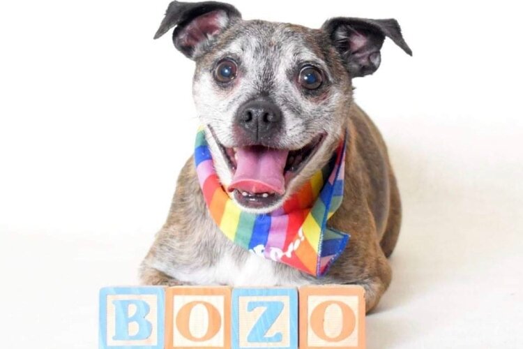 Bozo is one of the senior dogs that will be available to be adopted at the 12th annual Dogtoberfest at Brandeberry Winery.