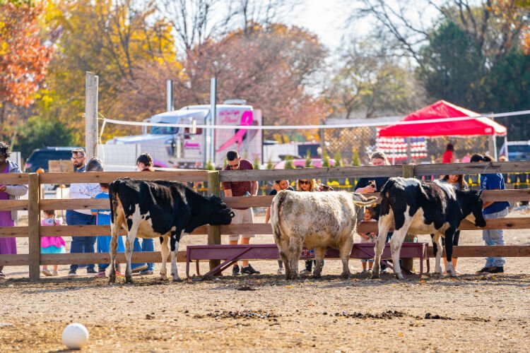 Visitors can interact with cattle at Evans Family Ranch in New Carlisle.