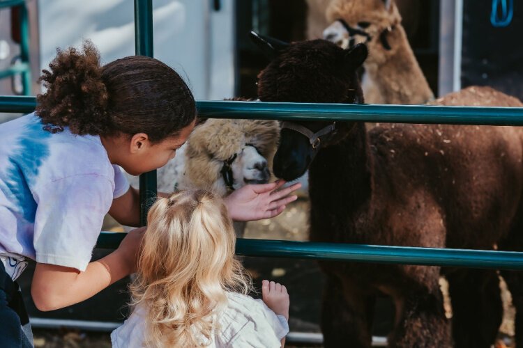 Families can visit and learn about animal, including alpaca and cattle, at Evans Family Ranch.