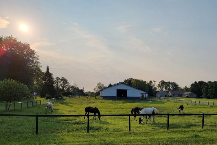 Double M Farms Horseshoe art