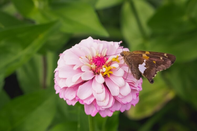 Flourish uses flowers from local farms create arrangements that are seasonal and sustainable.