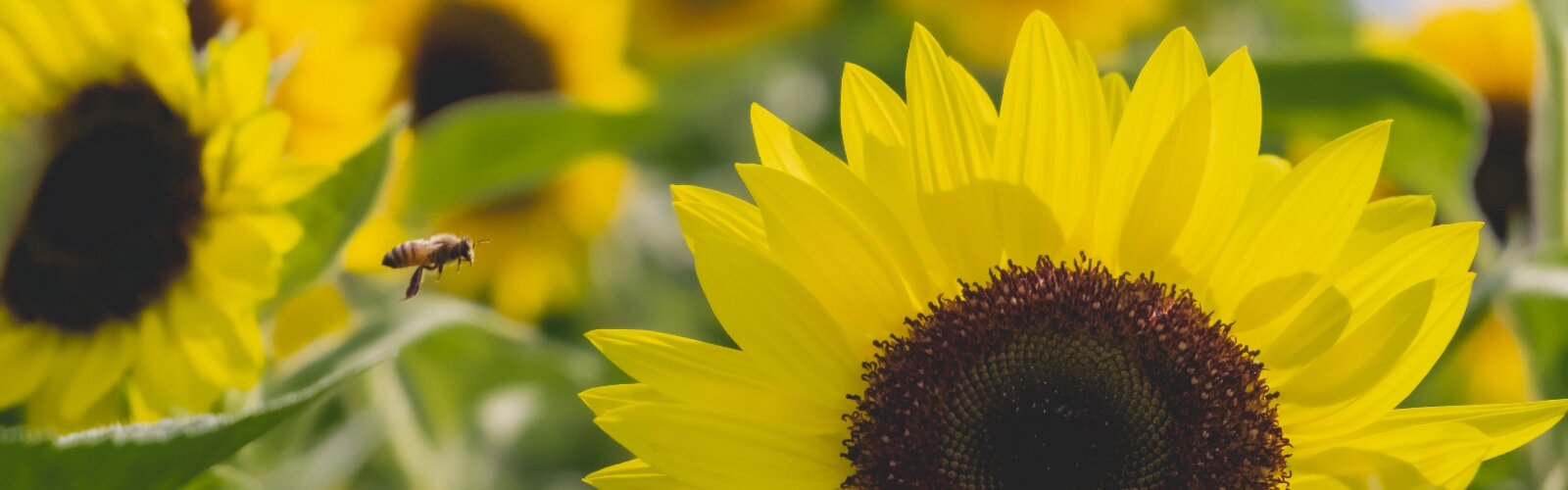 A bee flies around sunflowers to be used in bouquets sold by Flourish.