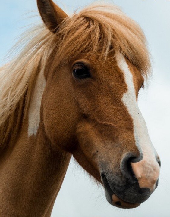 Horses are intuitive animals. They see and accept humans long before we see and accept ourselves.