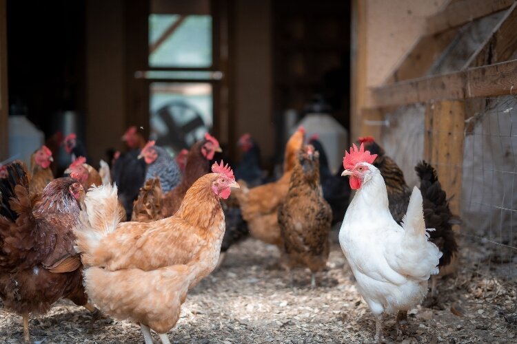 In addition to the garden plots, the Jefferson Street Oasis Garden includes chickens, a pollinator garden, and a greenhouse.