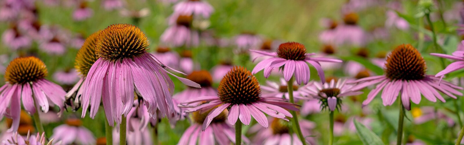 In addition to community garden plots, the Jefferson Street Oasis Garden is host to a pollinator garden.