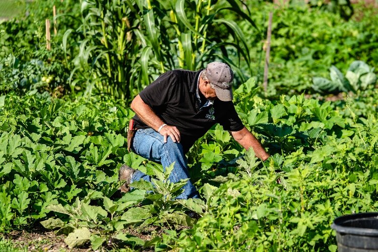 Jefferson Street Oasis is a community allotment style garden, in which residents grow and harvast produce from reserved garden plots.