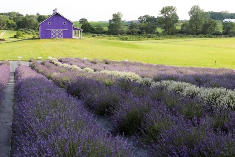 Sunset Ridge Lavender Farm in Enon has had a great first season in business, offering three fields of lavender for customers to enjoy. 