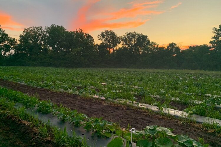 Jamie Hough' owns an organic pumpkin farm - Mad Pumpkins - at a scenic site along the Mad River.