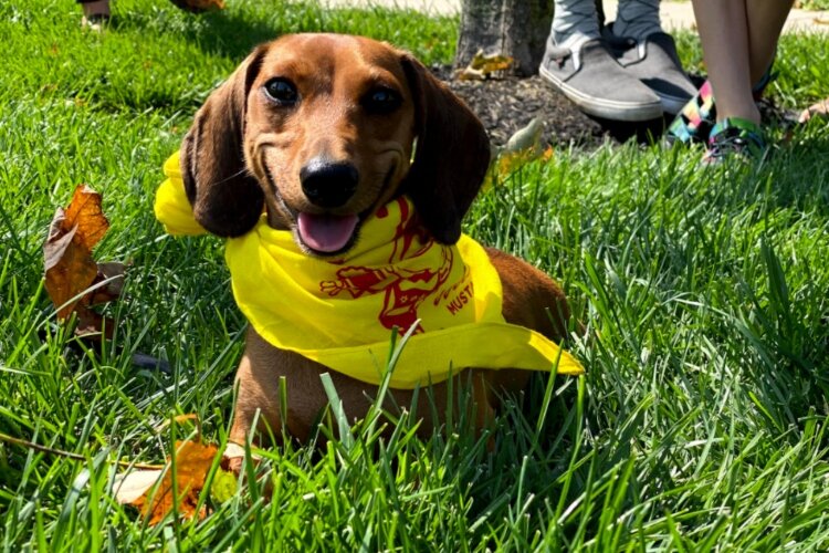 The Champion City Wiener Dog Races return to MustardFest this year at National Road Commons.