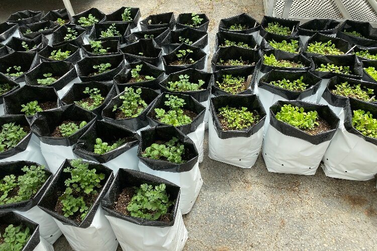 SOUP teaches residents how to grow produce in porch gardens.