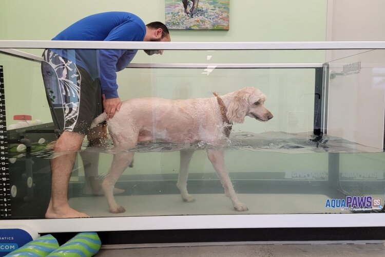 Dogs receiving care at the PAW Center can use the facility's underwater treadmill as part of their therapy care.