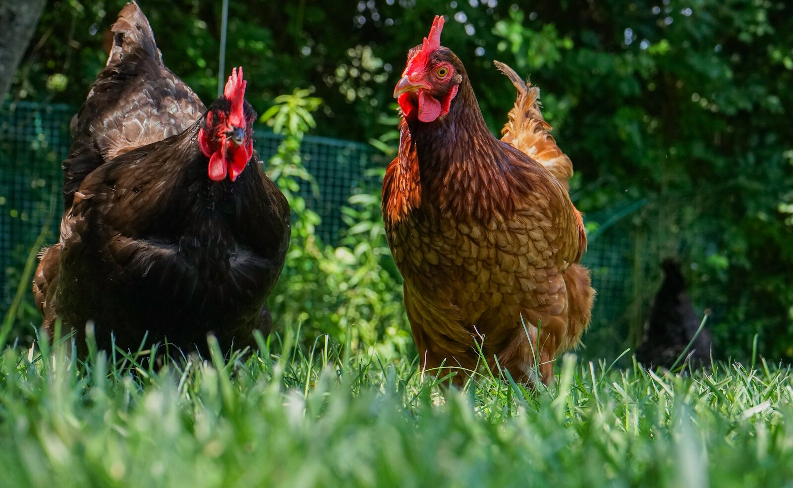 Backyard chicken breeds, Black Australorps and Rhode Island Reds, roam a chicken run.