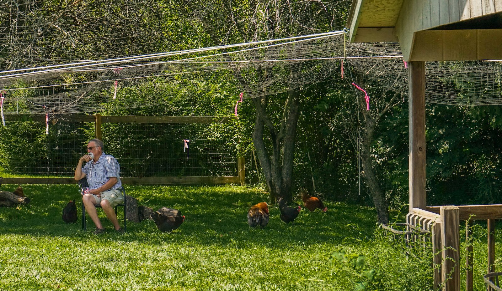 Gary Watson sits in his chicken run, protected from predators by bird netting and wooden fencing.
