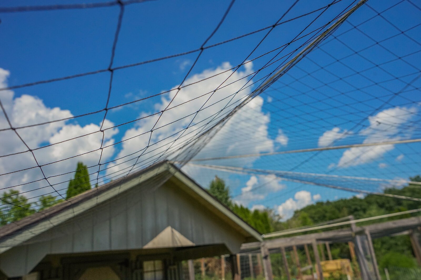 Bird netting serves as a possible solution to protecting poultry in backyard environments.