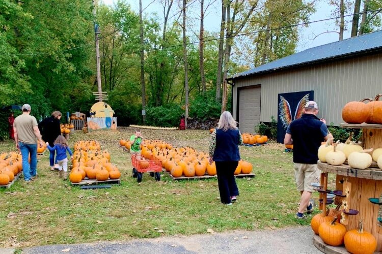Visitors at Mad Pumpkins at H. Estate Farm are on the hunt for the perfect pumpkin.