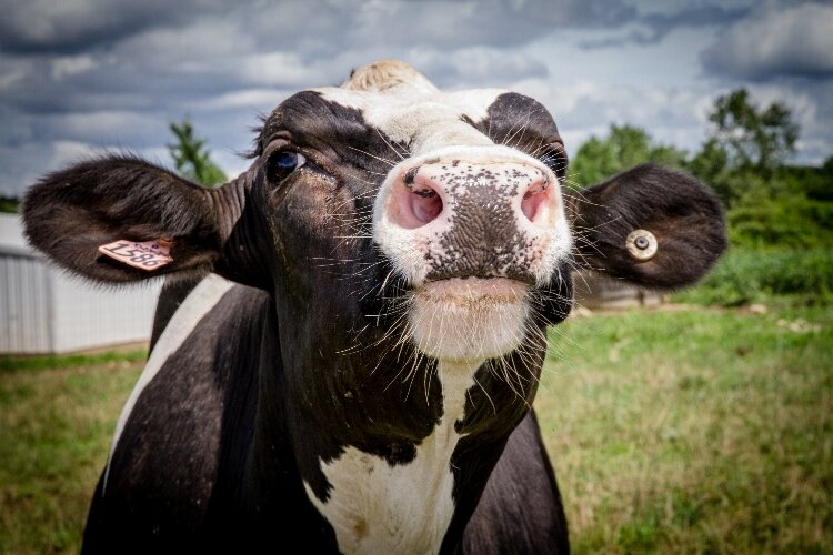 Cattle are among the variety of livestock raised on Red Moon Ranch.