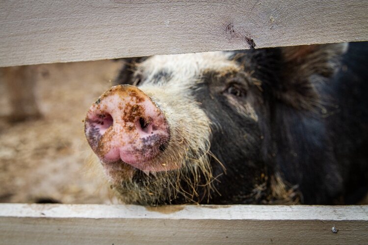 One of the pigs raised at Red Moon Ranch.