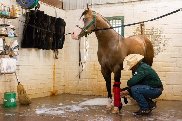 After training, Shawn Flarida applies ice therapy boots to Yellowstone, just like an athletic trainer would care for a human athlete. 