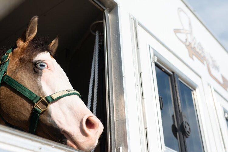 Yellowstone is the horse Shawn Flarida will ride in The Run for a Million competition in Las Vegas