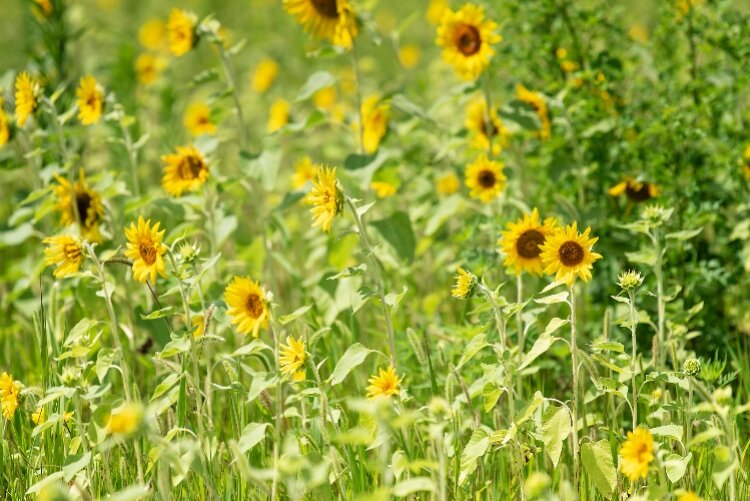 Keep Clark County Beautiful Sunflower Field during South Side in Bloom 2023.
