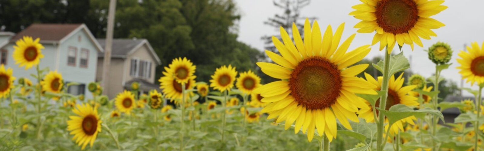Keep Clark County Beautiful sunflower field