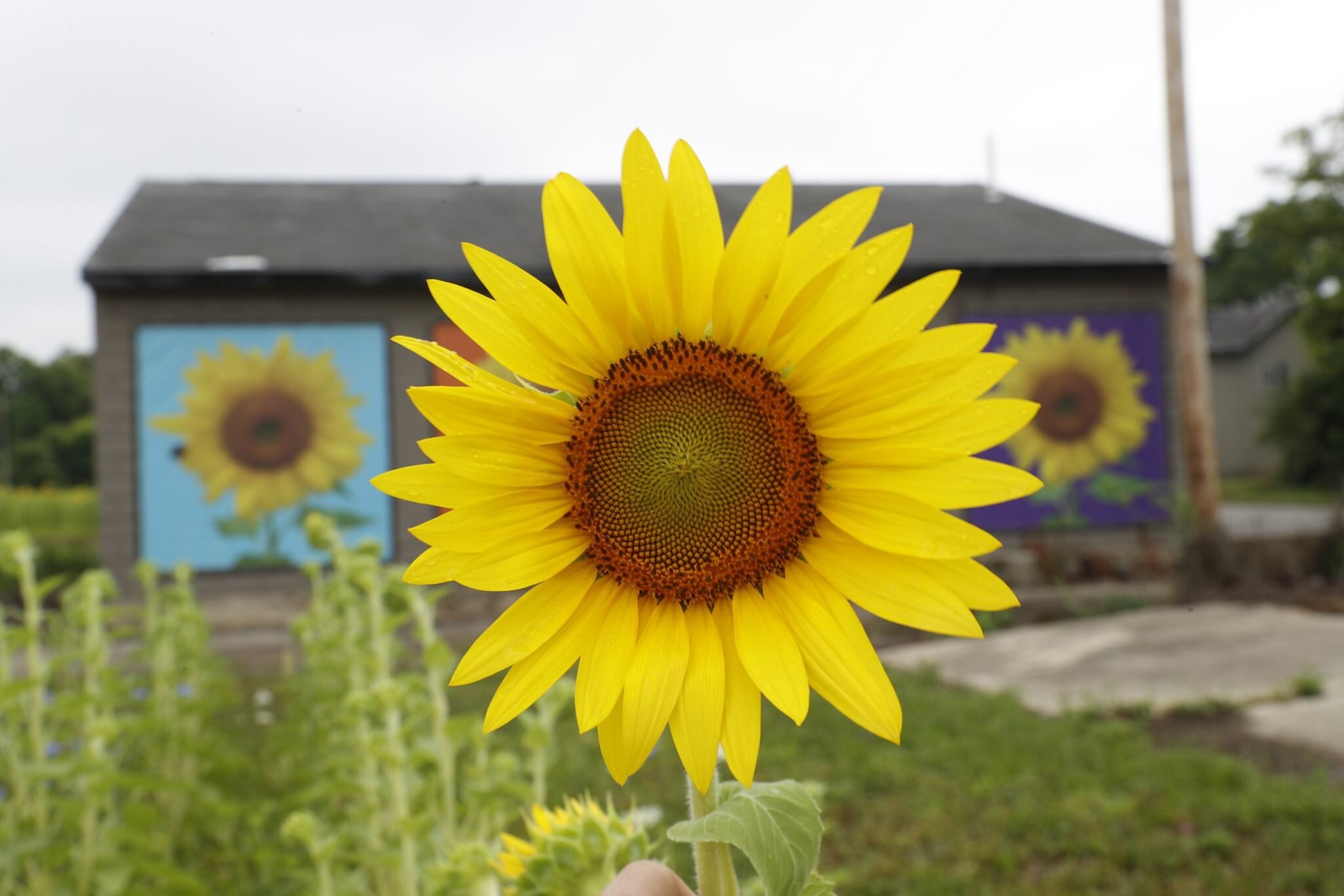 With the Sunflower Recycling Project, community members can help Keep Clark County Beautiful by collecting seeds to be replanted in the sunflower field next year. 