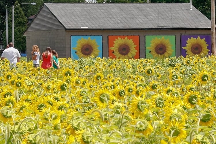 Keep Clark County Beautiful Sunflower Field