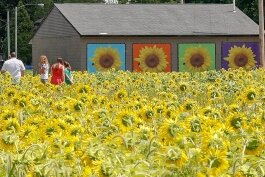 Southside-sunflowers-LIST